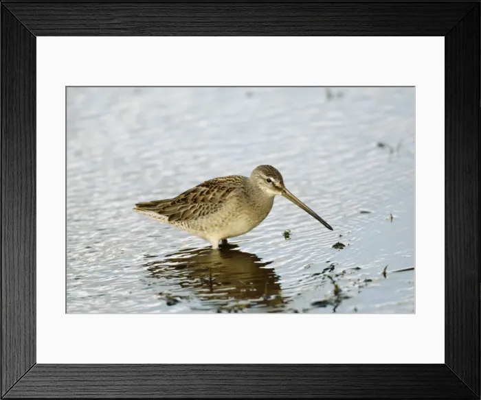 Framed Print : Long-billed Dowitcher - feeding vagrant - Cornwall - UK - October Framed Print : Long-billed Dowitcher - feeding vagrant - Cornwall - UK - October