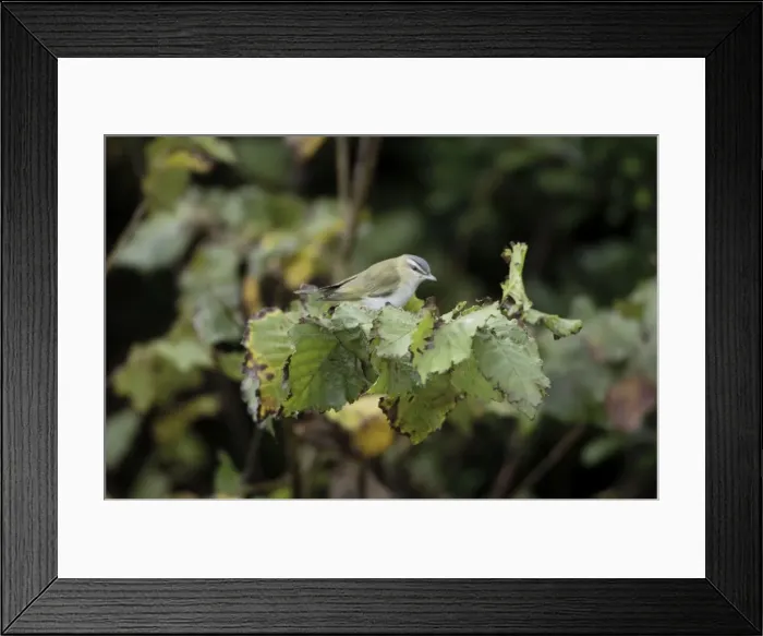 Framed Print : Red-eyed Vireo - vagrant - Isles of Scilly - October Framed Print : Red-eyed Vireo - vagrant - Isles of Scilly - October