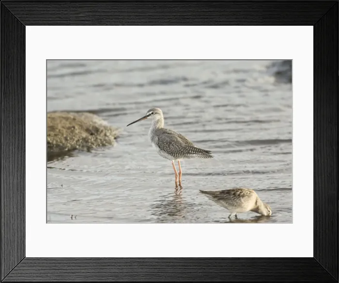 Framed Print : Spotted Redshank - juvenile - Cornwall - October Framed Print : Spotted Redshank - juvenile - Cornwall - October
