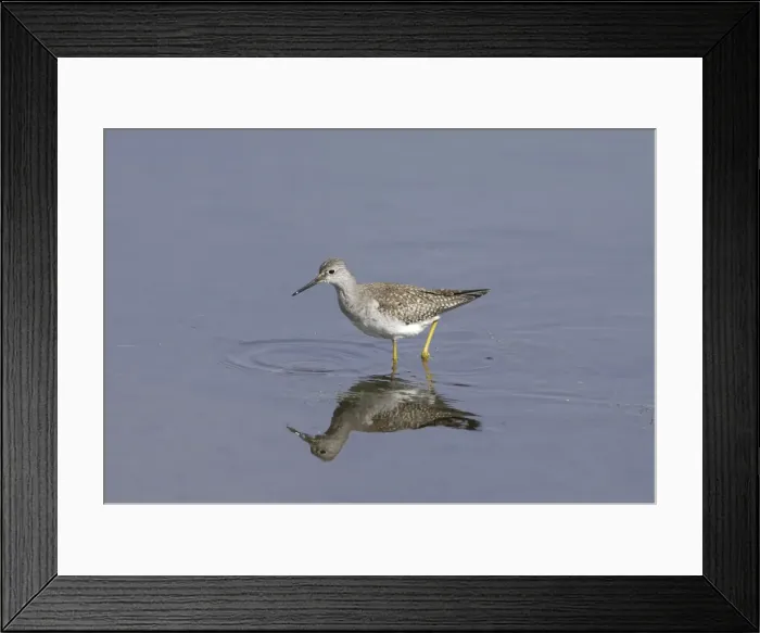Framed Print : Lesser Yellowlegs - vagrant - Isles of Scilly - October Framed Print : Lesser Yellowlegs - vagrant - Isles of Scilly - October