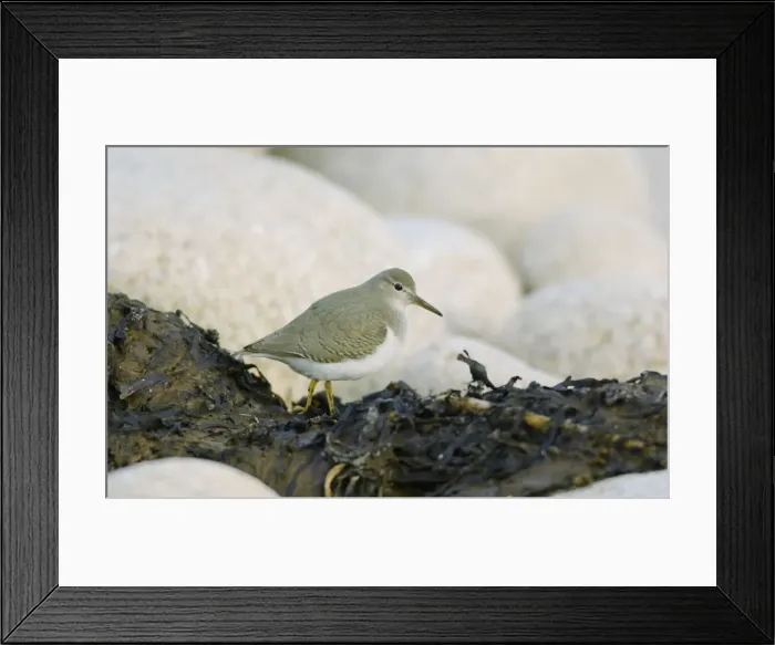 Framed Print : Spotted Sandpiper - Isles of Scilly - October Framed Print : Spotted Sandpiper - Isles of Scilly - October