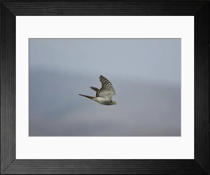 Framed Print : Sparrowhawk - female in flight Framed Print : Sparrowhawk - female in flight
