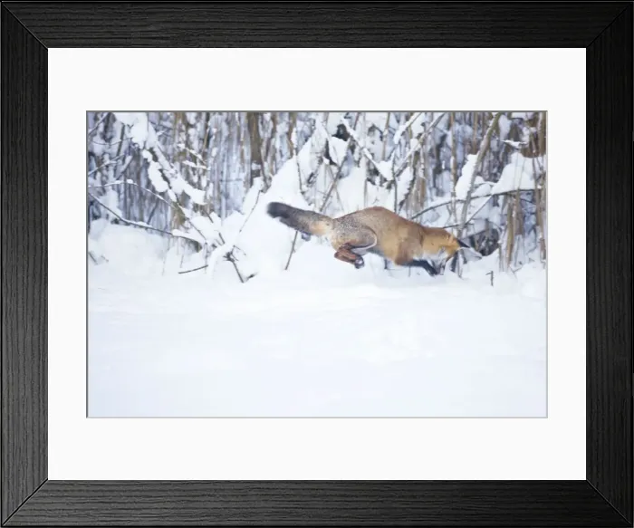 Framed Print : Red Fox pouncing on prey in snow during UK winter