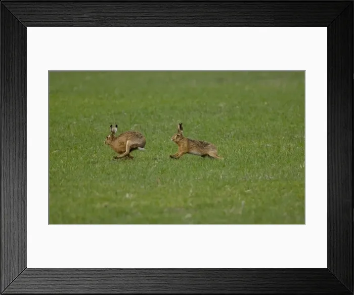 Framed Print : Brown Hare - male chasing female in Oxordshire February Framed Print : Brown Hare - male chasing female in Oxordshire February
