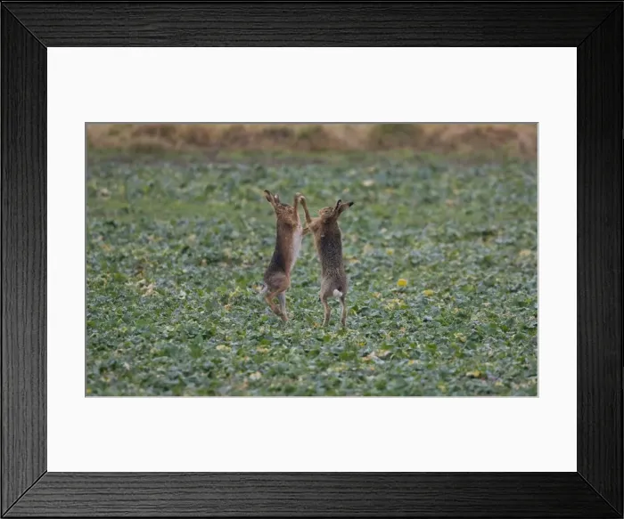 Framed Print : Brown Hares boxing in Oxordshire February Framed Print : Brown Hares boxing in Oxordshire February