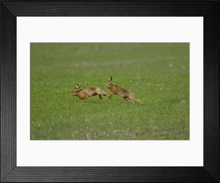 Framed Print : Male Brown Hare chasing female in Oxordshire February Framed Print : Male Brown Hare chasing female in Oxordshire February
