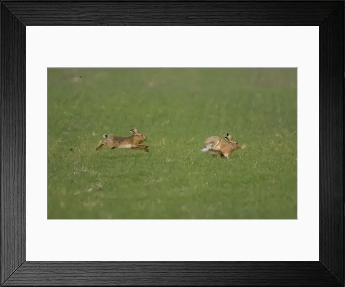 Framed Print : Brown Hare male chasing female in Oxordshire February Framed Print : Brown Hare male chasing female in Oxordshire February