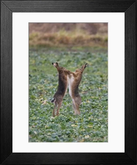 Framed Print : Brown Hares boxing in Oxordshire February Framed Print : Brown Hares boxing in Oxordshire February