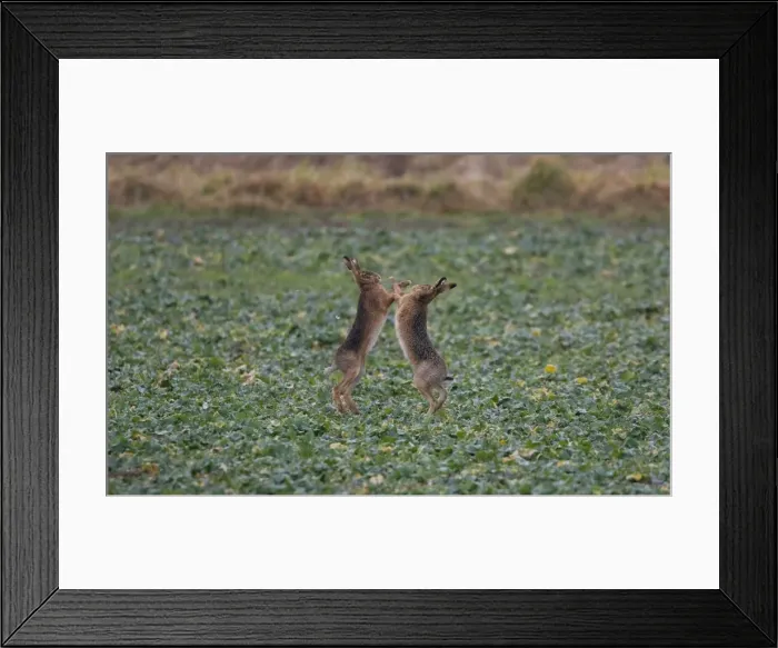 Framed Print : Brown Hares boxing in Oxordshire February Framed Print : Brown Hares boxing in Oxordshire February