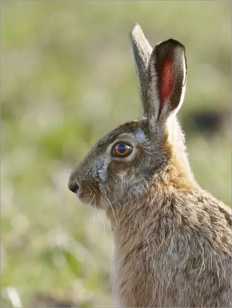 Brown Hare - Oxon - UK - March