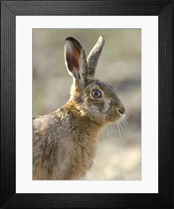 Framed Print : Brown Hare - Oxon - UK - March Framed Print : Brown Hare - Oxon - UK - March