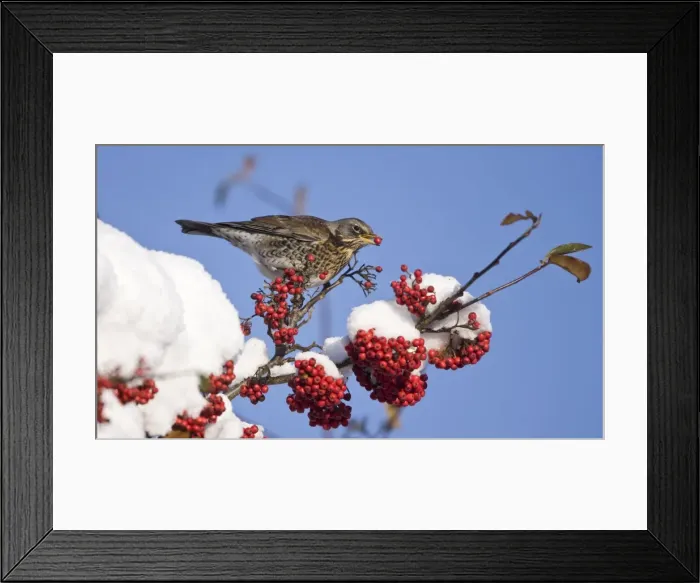 Framed Print : Fieldfare perched on snow covered tree feeding on red berries in UK winter Framed Print : Fieldfare perched on snow covered tree feeding on red berries in UK winter