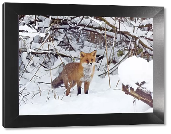 Red Fox hunting for prey in snow during winter in UK
