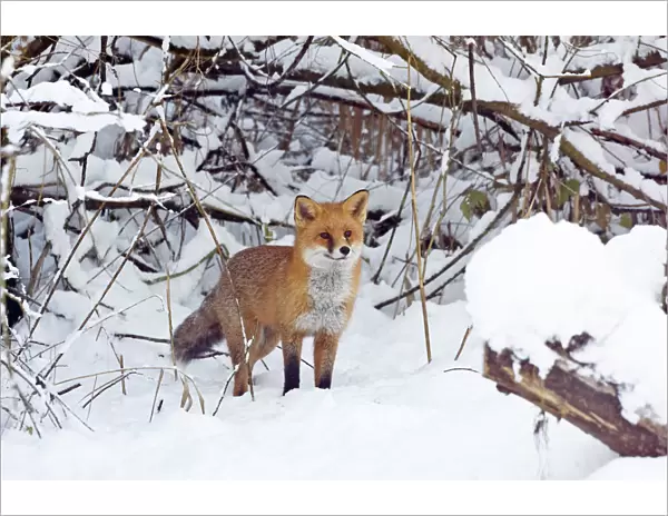 Red Fox hunting for prey in snow during winter in UK