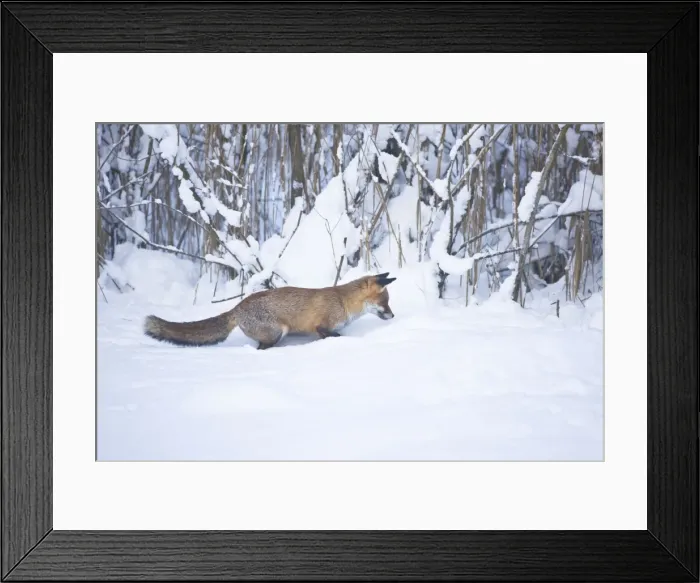 Framed Print : Red Fox listening for movement and ready to pounce on prey in snow during winter in UK Framed Print : Red Fox listening for movement and ready to pounce on prey in snow during winter in UK
