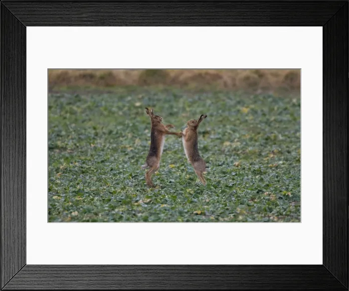 Framed Print : Brown Hares boxing in Oxordshire February Framed Print : Brown Hares boxing in Oxordshire February