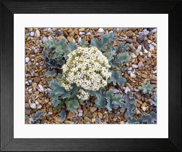 Framed Print : Sea Kale - on shingle Framed Print : Sea Kale - on shingle