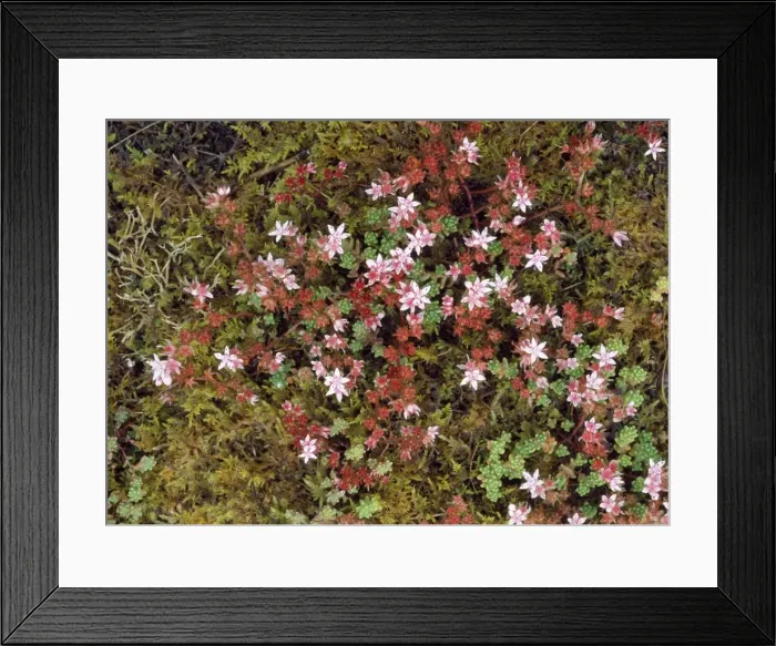 Framed Print : English Stonecrop Framed Print : English Stonecrop