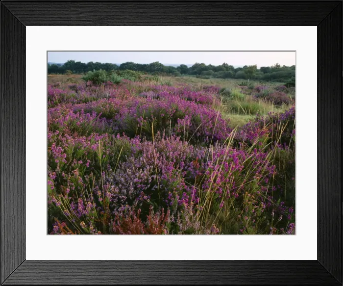 Framed Print : Bell Heather / Bell Ling - & Bristle Bent Dorset Heath Nr. Stoborough, UK Framed Print : Bell Heather / Bell Ling - & Bristle Bent Dorset Heath Nr. Stoborough, UK