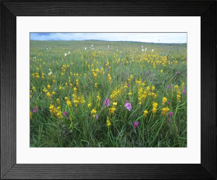 Framed Print : Bog asphodel - in boggy field. Also known as: Moor-golds yellow grass and maiden's hair. Nr. Wick Caithness, Scotland