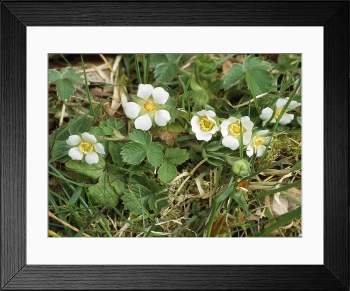 Framed Print : Barren Strawberry Framed Print : Barren Strawberry