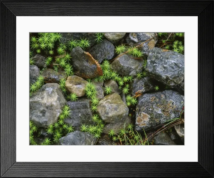 Framed Print : Hair Mosses - among Lichen-covered rocks Glencoe, Scotland Framed Print : Hair Mosses - among Lichen-covered rocks Glencoe, Scotland