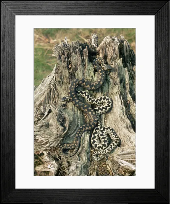 Framed Print : Adder - male & female courting Framed Print : Adder - male & female courting
