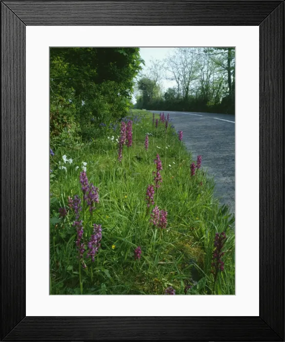 Framed Print : Roadside Flowers - Early Purple Orchids with Bluebells & 3-Cornered Garlic in spring. Lizard, Cornwall, UK Framed Print : Roadside Flowers - Early Purple Orchids with Bluebells & 3-Cornered Garlic in spring. Lizard, Cornwall, UK
