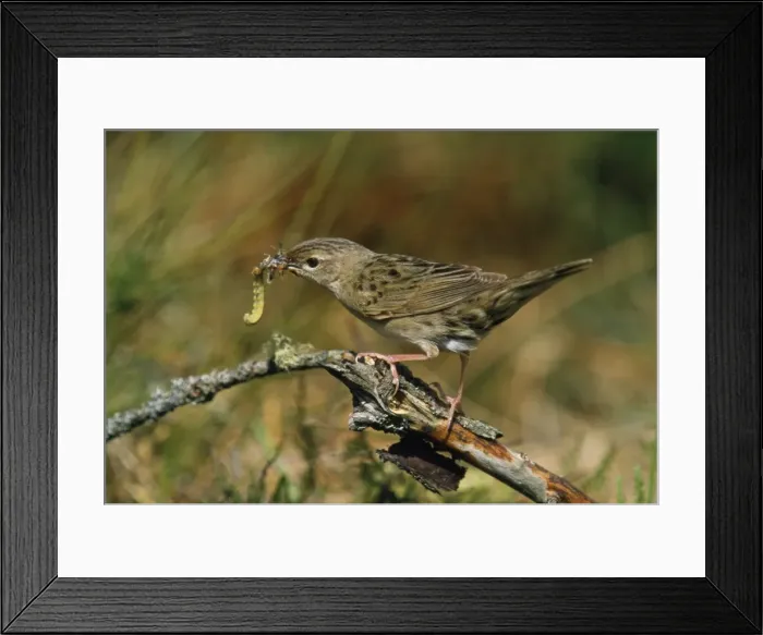 Framed Print : Grasshopper Warbler - with food in beak Framed Print : Grasshopper Warbler - with food in beak