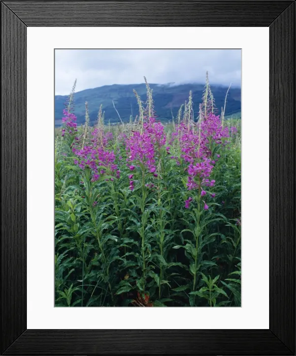 Framed Print : Rose Bay Willow-herb Glencoe, Scotland Framed Print : Rose Bay Willow-herb Glencoe, Scotland
