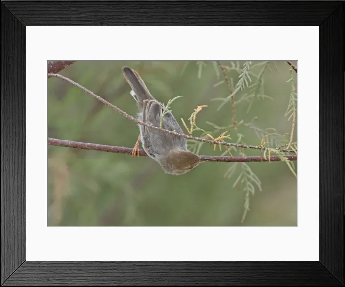 Framed Print : Socotra Warbler - Socotran - Yemen Framed Print : Socotra Warbler - Socotran - Yemen