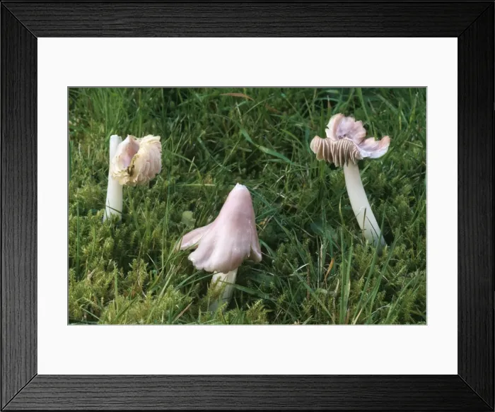 Framed Print : Pink Waxcap Fungi - In old grassland formerly know as Hygrocybe calyptraeformis Framed Print : Pink Waxcap Fungi - In old grassland formerly know as Hygrocybe calyptraeformis
