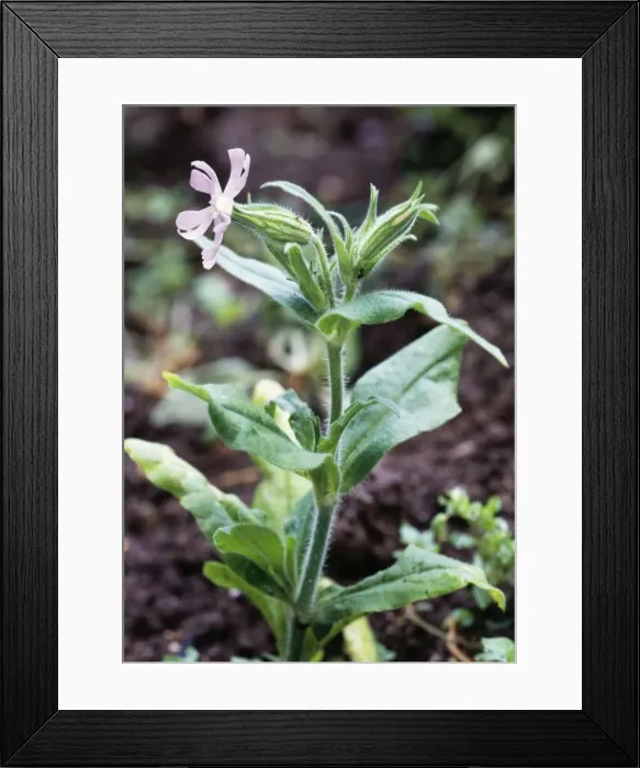 Framed Print : Night-flowering Catchfly - rare cornfield weed, status vulnerable Framed Print : Night-flowering Catchfly - rare cornfield weed, status vulnerable