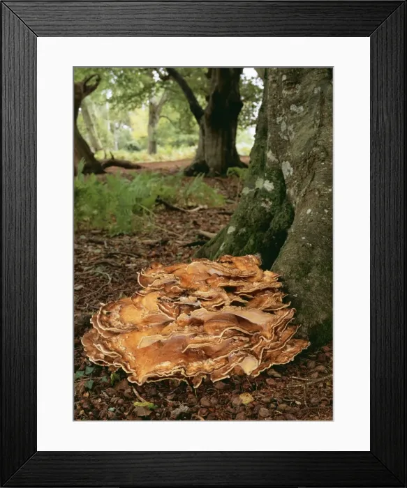 Framed Print : Giant Polypore Fungi ROG 10275 At base of Beech, New Forest. Not edible Meripilus Giganteus © Bob Gibbons / ARDEA LONDON Framed Print : Giant Polypore Fungi ROG 10275 At base of Beech, New Forest. Not edible Meripilus Giganteus © Bob Gibbons / ARDEA LONDON