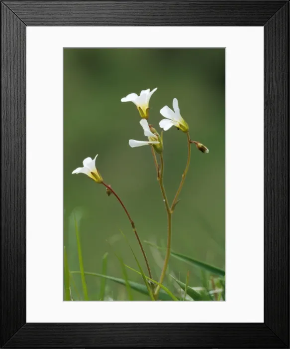 Framed Print : Meadow Saxifrage Framed Print : Meadow Saxifrage