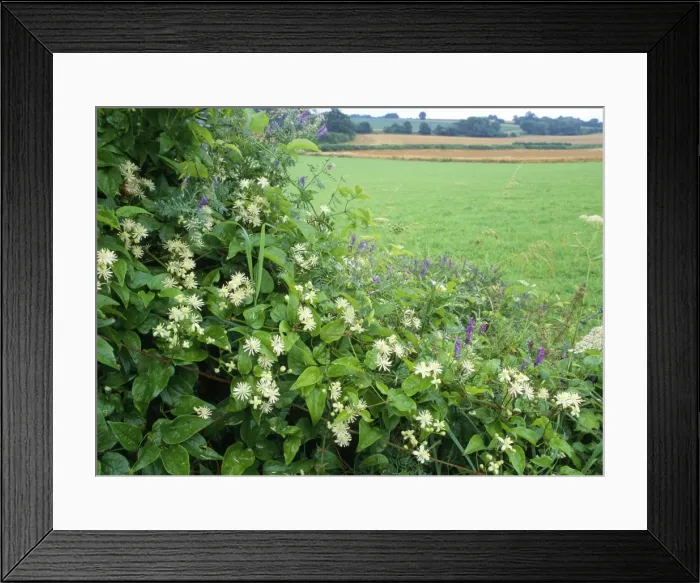 Framed Print : Field Border / Hedgerow - Old Man's Beard, Tufted Vetch Selborne Hampshire, UK Framed Print : Field Border / Hedgerow - Old Man's Beard, Tufted Vetch Selborne Hampshire, UK