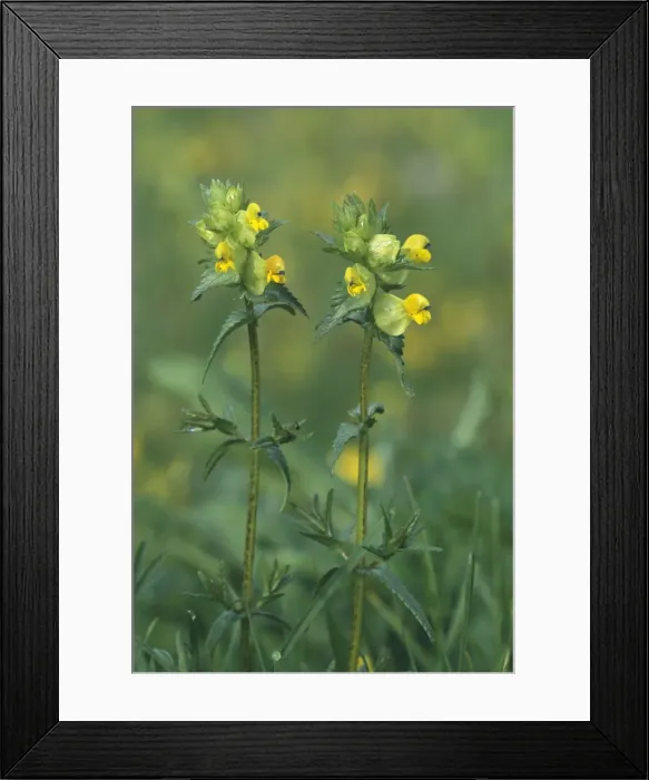 Framed Print : Yellow-rattle / Hay-rattle / Rattle-basket - in flower. Minor semi-parasite on grasses Framed Print : Yellow-rattle / Hay-rattle / Rattle-basket - in flower. Minor semi-parasite on grasses