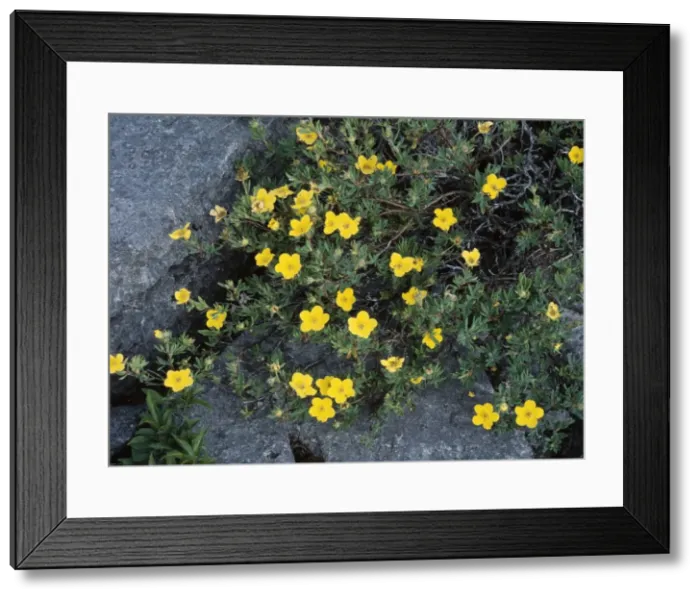 Framed Print : Shrubby Cinquefoil - growing in Limestone pavement The Burren. Ireland Framed Print : Shrubby Cinquefoil - growing in Limestone pavement The Burren. Ireland