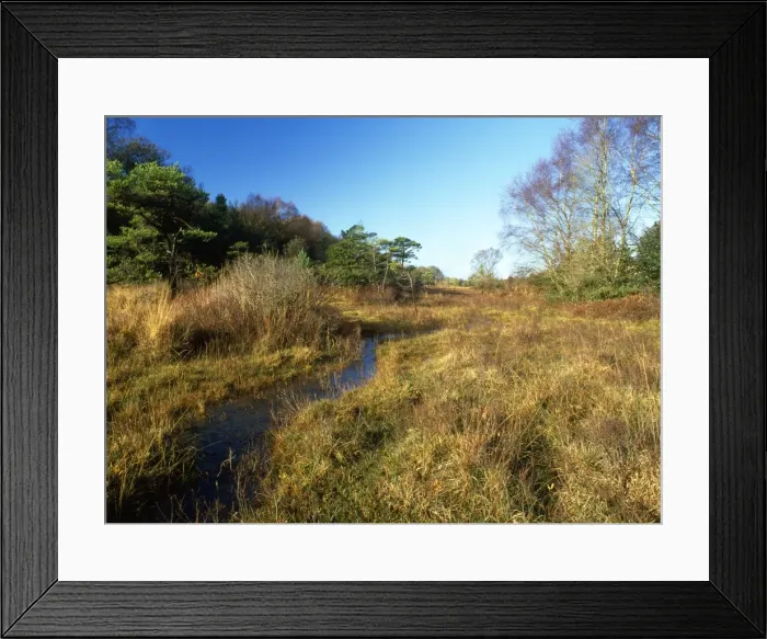 Framed Print : UK - Stony Moors with Scots Pines. Base-rich grazed fen. New Forest, Hampshire Framed Print : UK - Stony Moors with Scots Pines. Base-rich grazed fen. New Forest, Hampshire