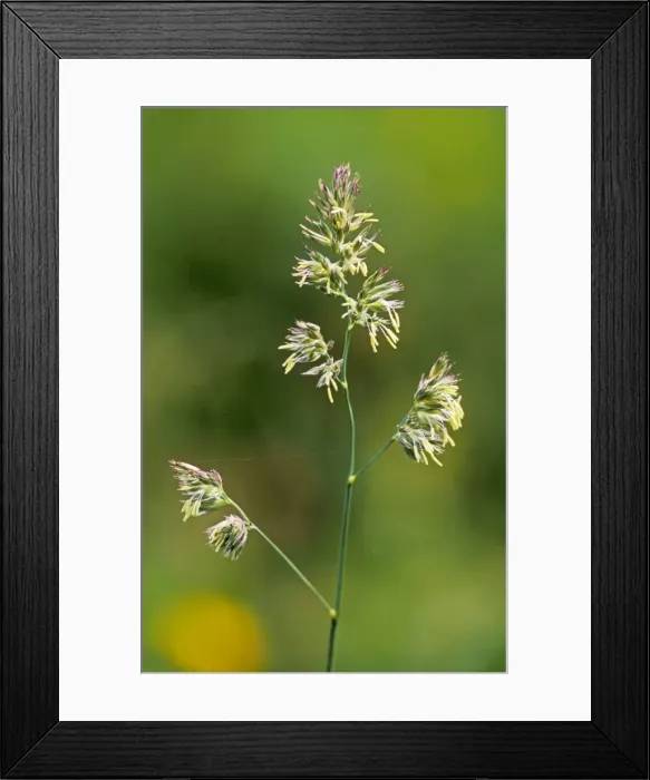 Framed Print : Cocksfoot Grass In flower Framed Print : Cocksfoot Grass In flower