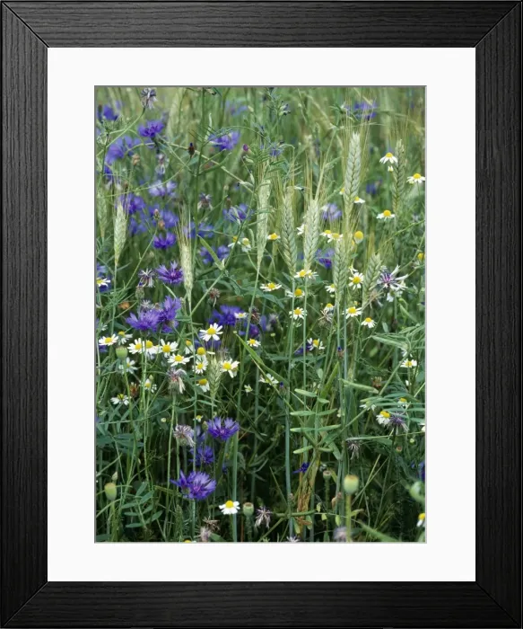 Framed Print : Meadow Flowers - Cornflower (Centaurea cyanus) & Mayweed in corn crop. Cornfield weeds Framed Print : Meadow Flowers - Cornflower (Centaurea cyanus) & Mayweed in corn crop. Cornfield weeds