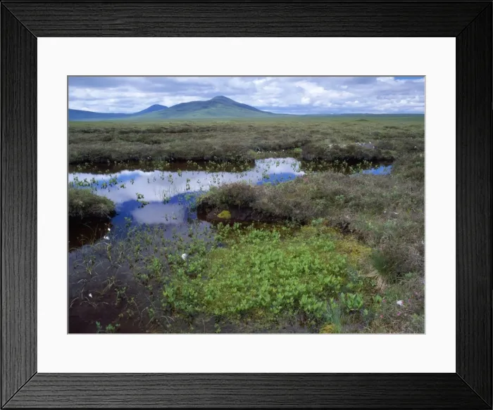 Framed Print : Scotland - bog pools with Cotton Grass, Spagnum, Cross-leaved heath. flow country at Forsinard, Norht East Scotland Framed Print : Scotland - bog pools with Cotton Grass, Spagnum, Cross-leaved heath. flow country at Forsinard, Norht East Scotland