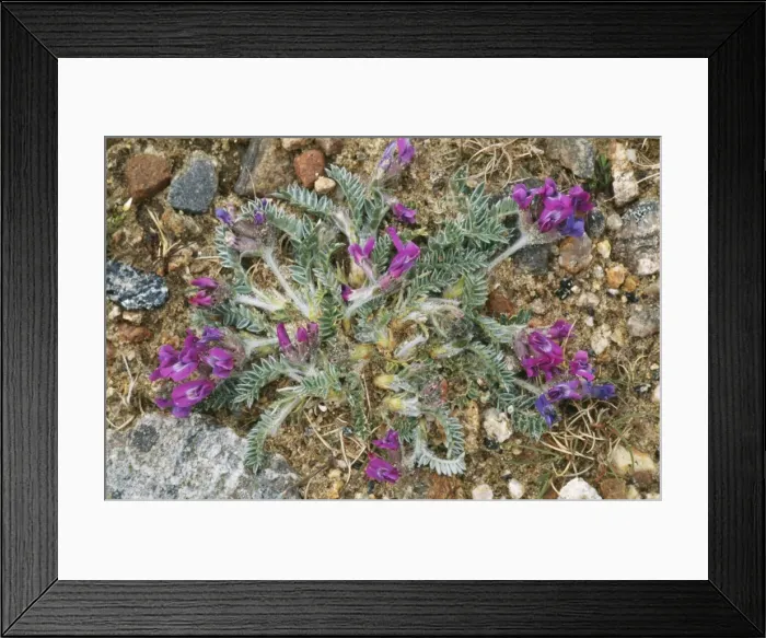 Framed Print : Purple Milk-Vetch Plant ROG 10988 Rare, Scotland. Oxytropis halleri © Bob Gibbons / ARDEA LONDON Framed Print : Purple Milk-Vetch Plant ROG 10988 Rare, Scotland. Oxytropis halleri © Bob Gibbons / ARDEA LONDON
