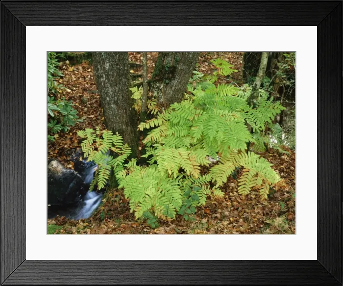 Framed Print : Royal Fern In Dartmoor, UK Framed Print : Royal Fern In Dartmoor, UK