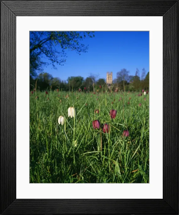 Framed Print : Fritillaries in Magdalen Meadow, Oxford, UK Framed Print : Fritillaries in Magdalen Meadow, Oxford, UK