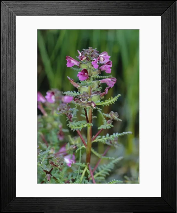 Framed Print : Marsh Lousewort / Red Rattle Framed Print : Marsh Lousewort / Red Rattle