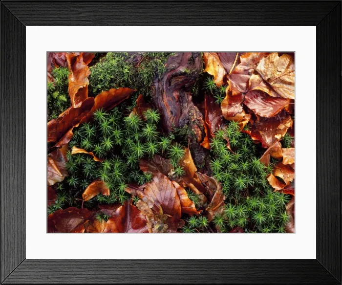 Framed Print : Hair Moss - with Beech leaves Wales, UK