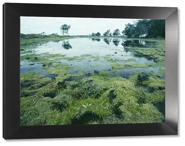 Stonecrop ROG 10963 Australian Stonecrop swamp. Mass of pygmy weed invading a New Forest pond (Invasive Alien) Crassula Helmsii © Bob Gibbons  /  ARDEA LONDON