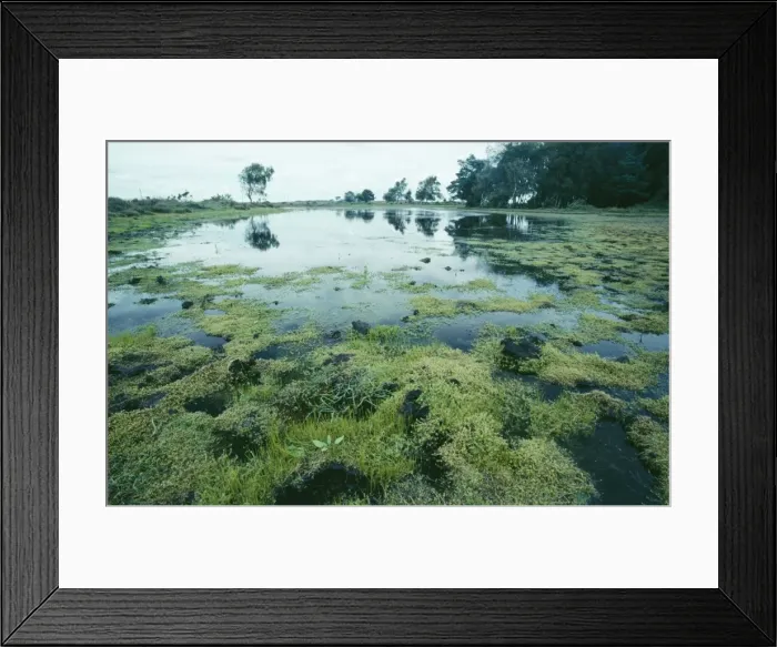 Framed Print : Stonecrop ROG 10963 Australian Stonecrop swamp. Mass of pygmy weed invading a New Forest pond (Invasive Alien) Crassula Helmsii © Bob Gibbons / ARDEA LONDON Framed Print : Stonecrop ROG 10963 Australian Stonecrop swamp. Mass of pygmy weed invading a New Forest pond (Invasive Alien) Crassula Helmsii © Bob Gibbons / ARDEA LONDON