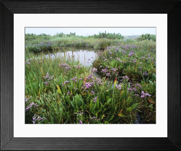 Framed Print : Salt Marsh - with Sea Lavender, Sea Arrow Grass etc Burnham Overy, North Norfolk UK Framed Print : Salt Marsh - with Sea Lavender, Sea Arrow Grass etc Burnham Overy, North Norfolk UK